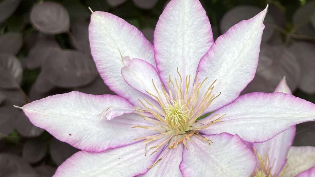 Bloem roze geel bij rapport OWR