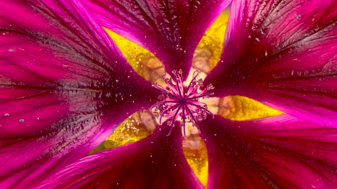 Bloem hart roze geel