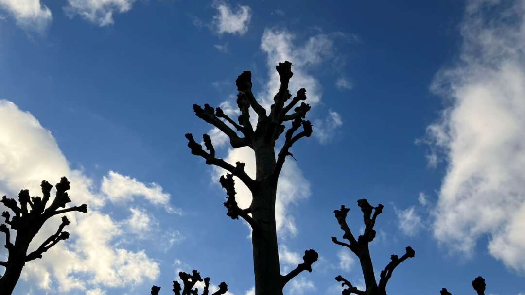 Bomen silhouette in de lucht
