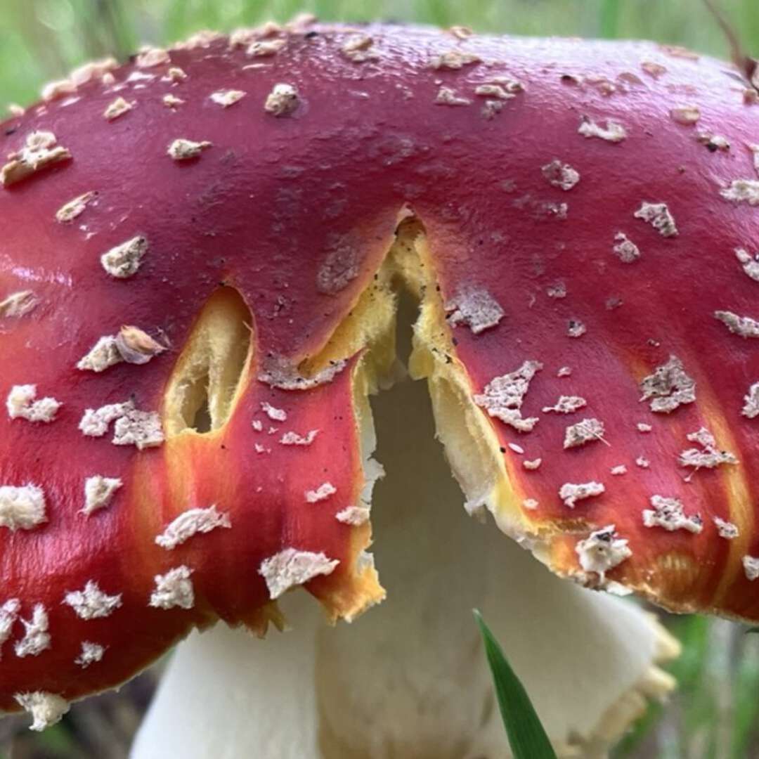 Gespleten zwam