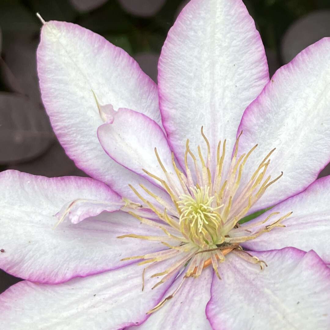 Bloem roze geel bij rapport OWR