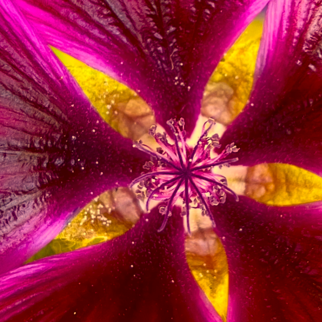 Bloem hart roze geel
