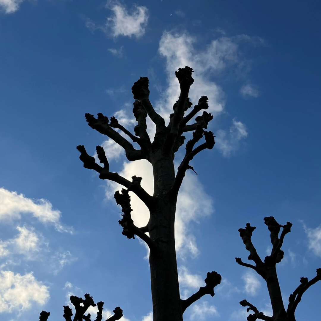 Bomen silhouette in de lucht