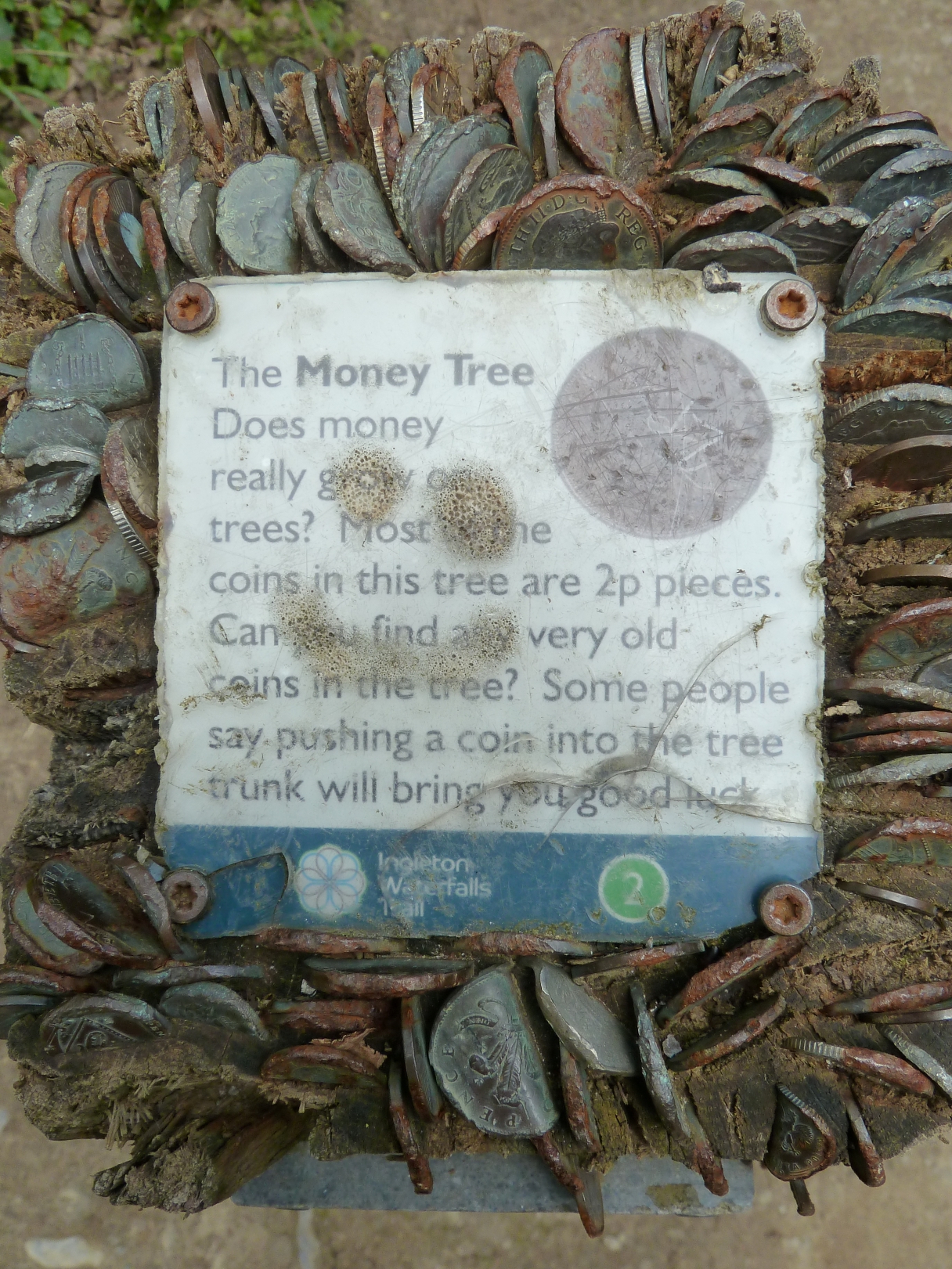 Muntjes in boomstam 2